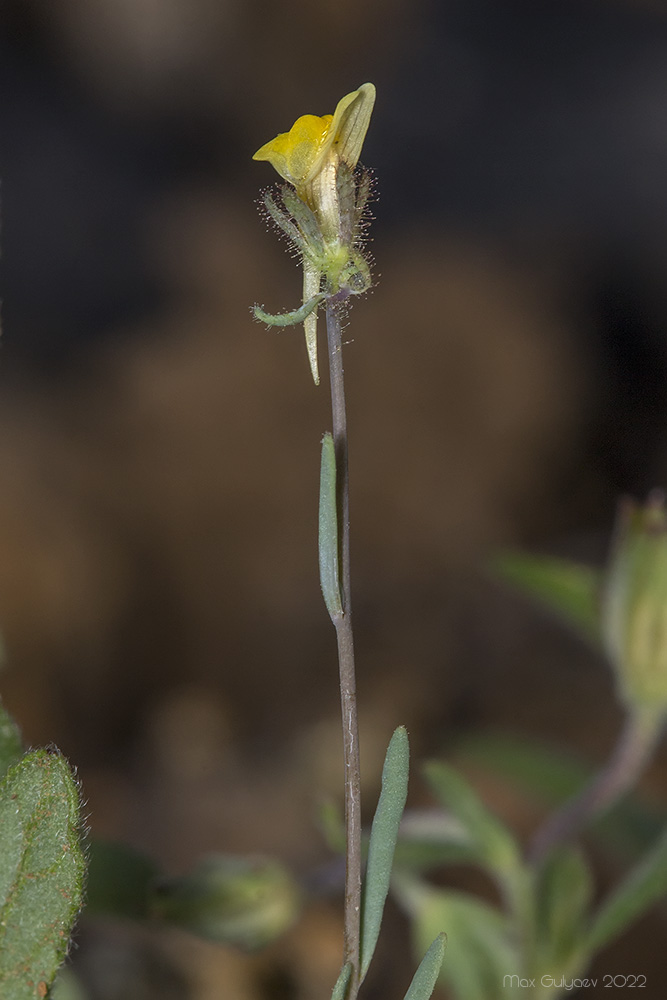 Изображение особи Linaria simplex.