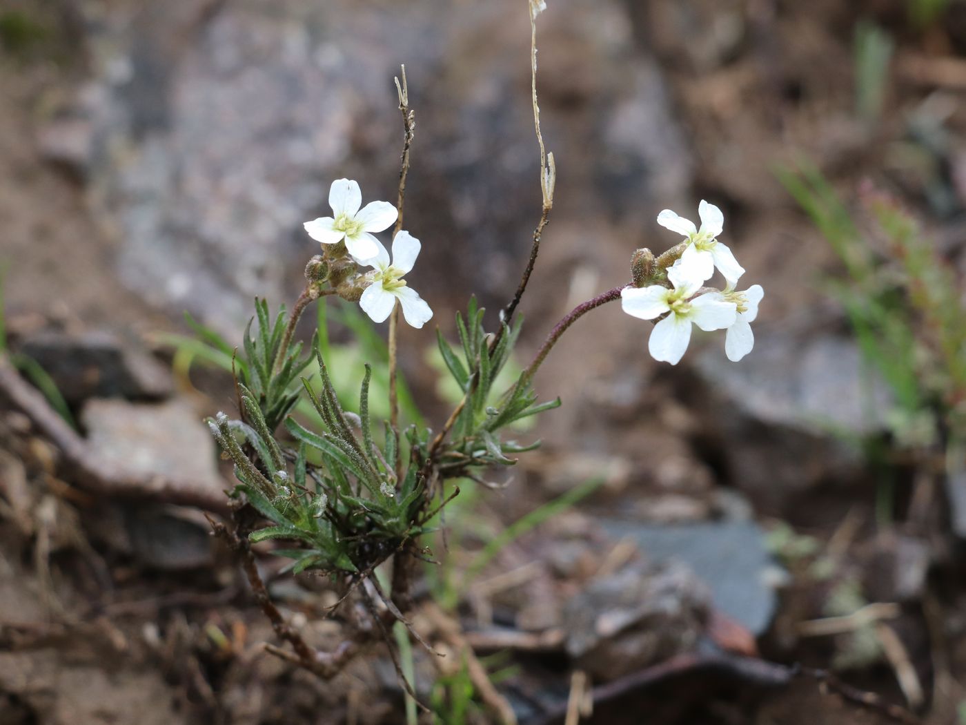 Image of Parrya albida specimen.