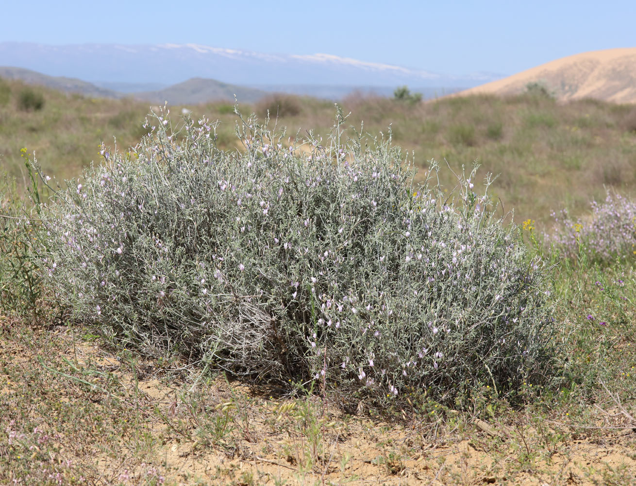 Изображение особи Astragalus karakugensis.