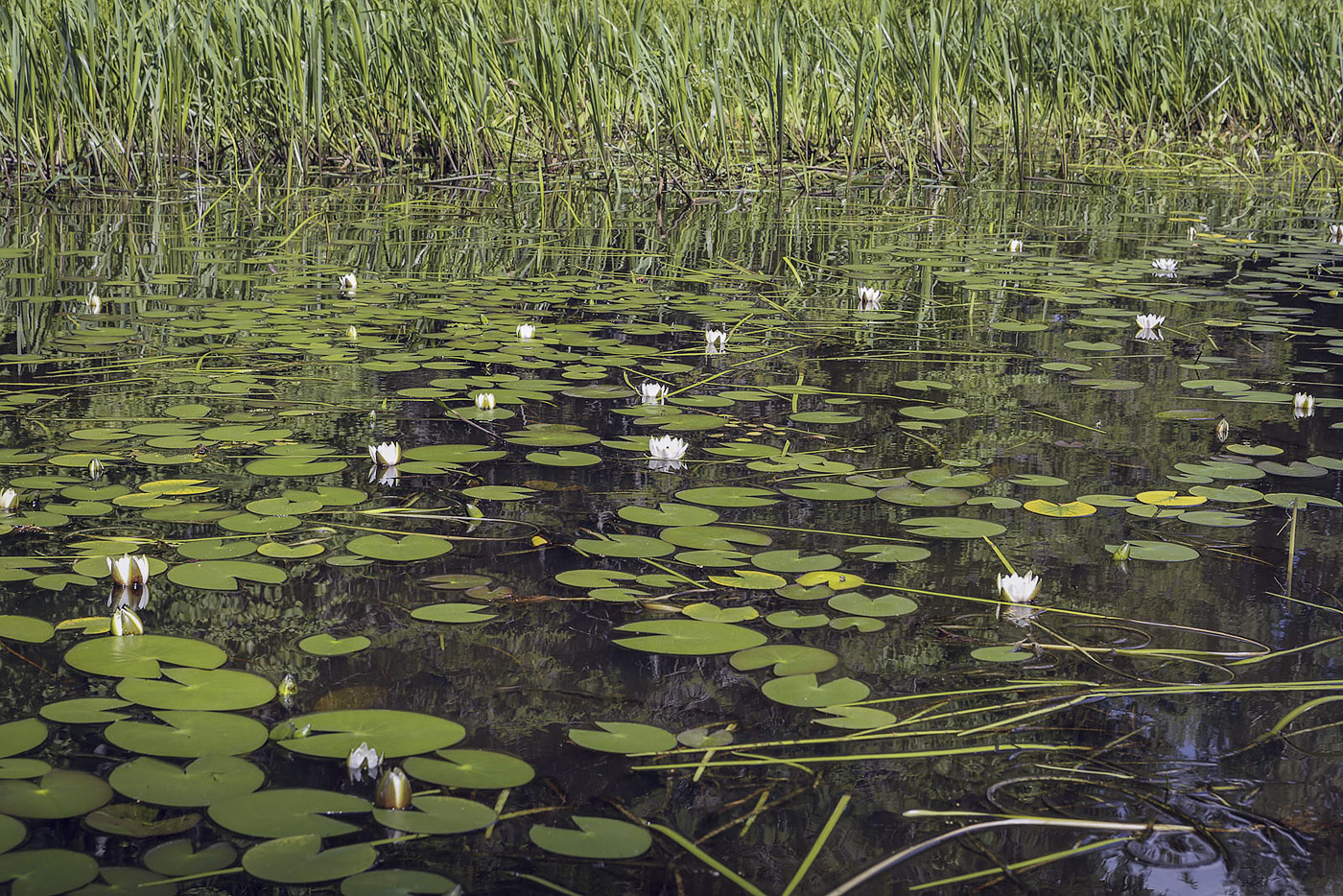 Изображение особи Nymphaea candida.