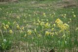 Primula veris