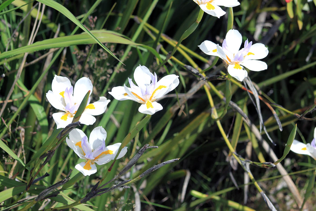 Image of genus Dietes specimen.