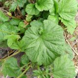 Geum macrophyllum