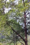 genus Betula. Часть кроны цветущего дерева. Бутан, дзонгхаг Тронгса, национальный парк \"Jigme Singye Wangchuck\". 09.05.2019.