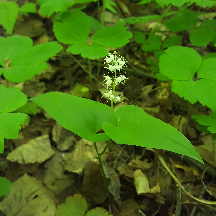 Image of Maianthemum bifolium specimen.