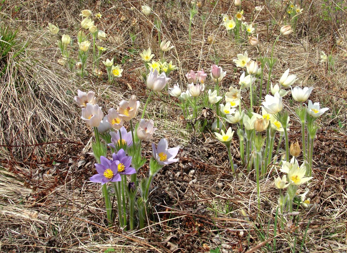 Image of Pulsatilla orientali-sibirica specimen.