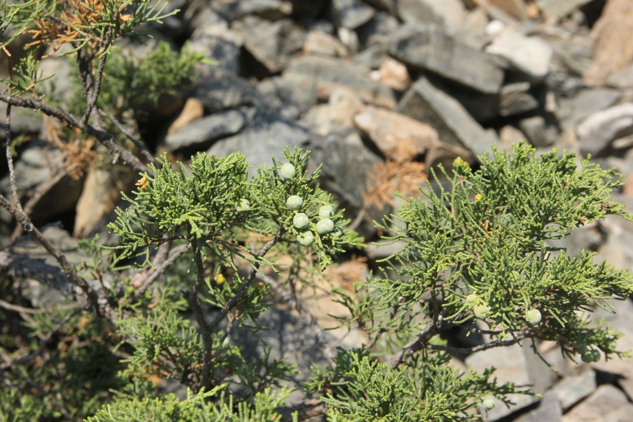 Image of Juniperus sabina specimen.