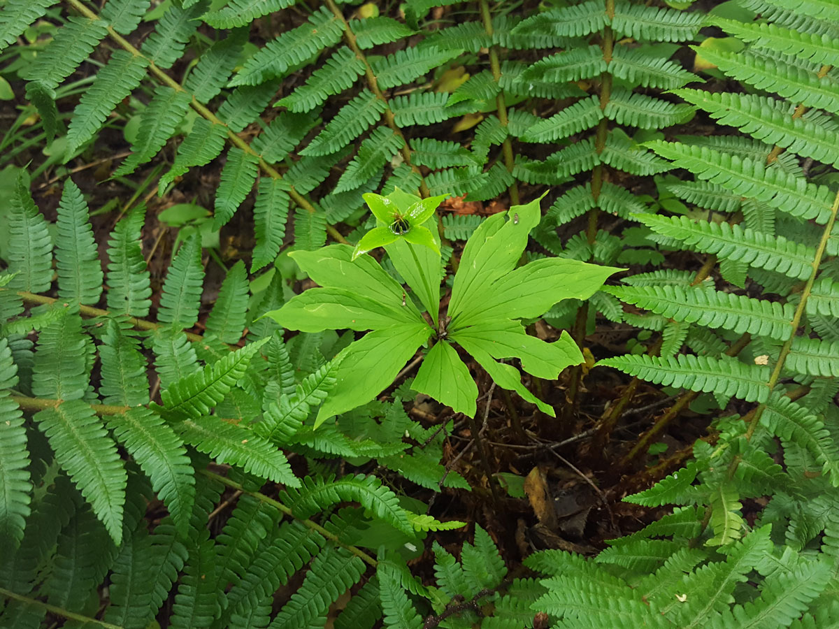 Image of Paris verticillata specimen.