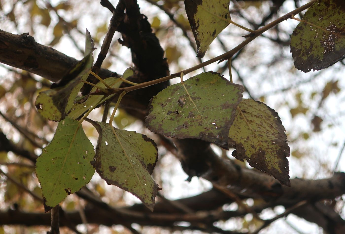 Image of genus Populus specimen.