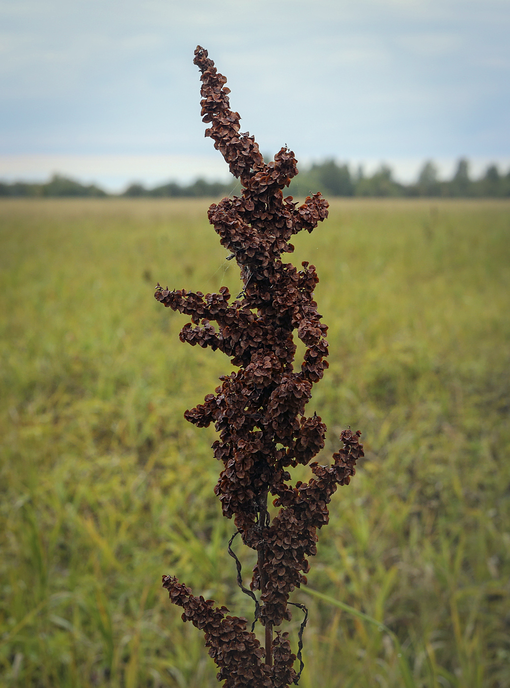 Изображение особи род Rumex.