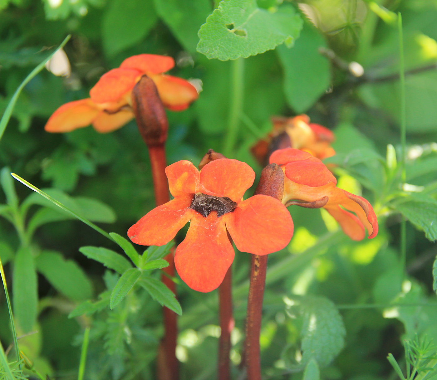 Image of Phelypaea coccinea specimen.