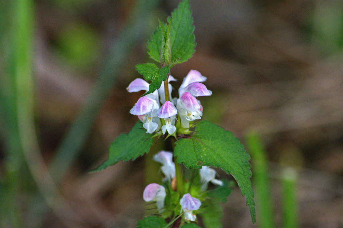 Image of Lamium maculatum specimen.