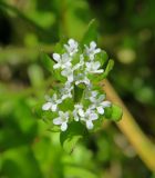 Valerianella locusta. Соцветие. Ростовская обл., Азовский р-н, дельта р. Дон, окр. хут. Узяк, берег ерика. 26.04.2023.