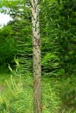 Смотреть изображение Pinus sylvestris