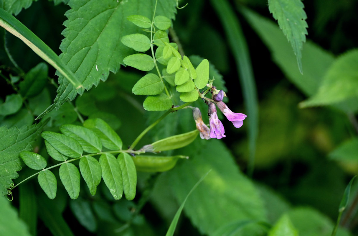 Image of Vicia sepium specimen.