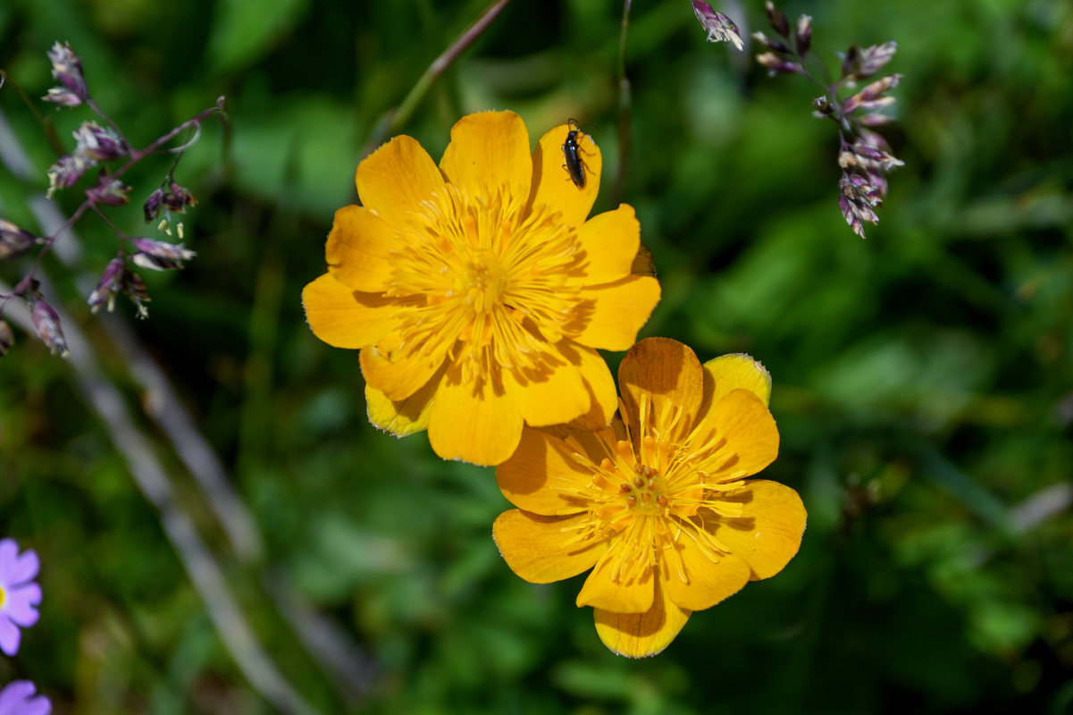 Изображение особи Trollius dschungaricus.