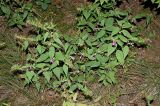 Melampyrum roseum. Цветущее растение. Владивосток, Ботанический сад-институт ДВО РАН. 1 сентября 2007 г.