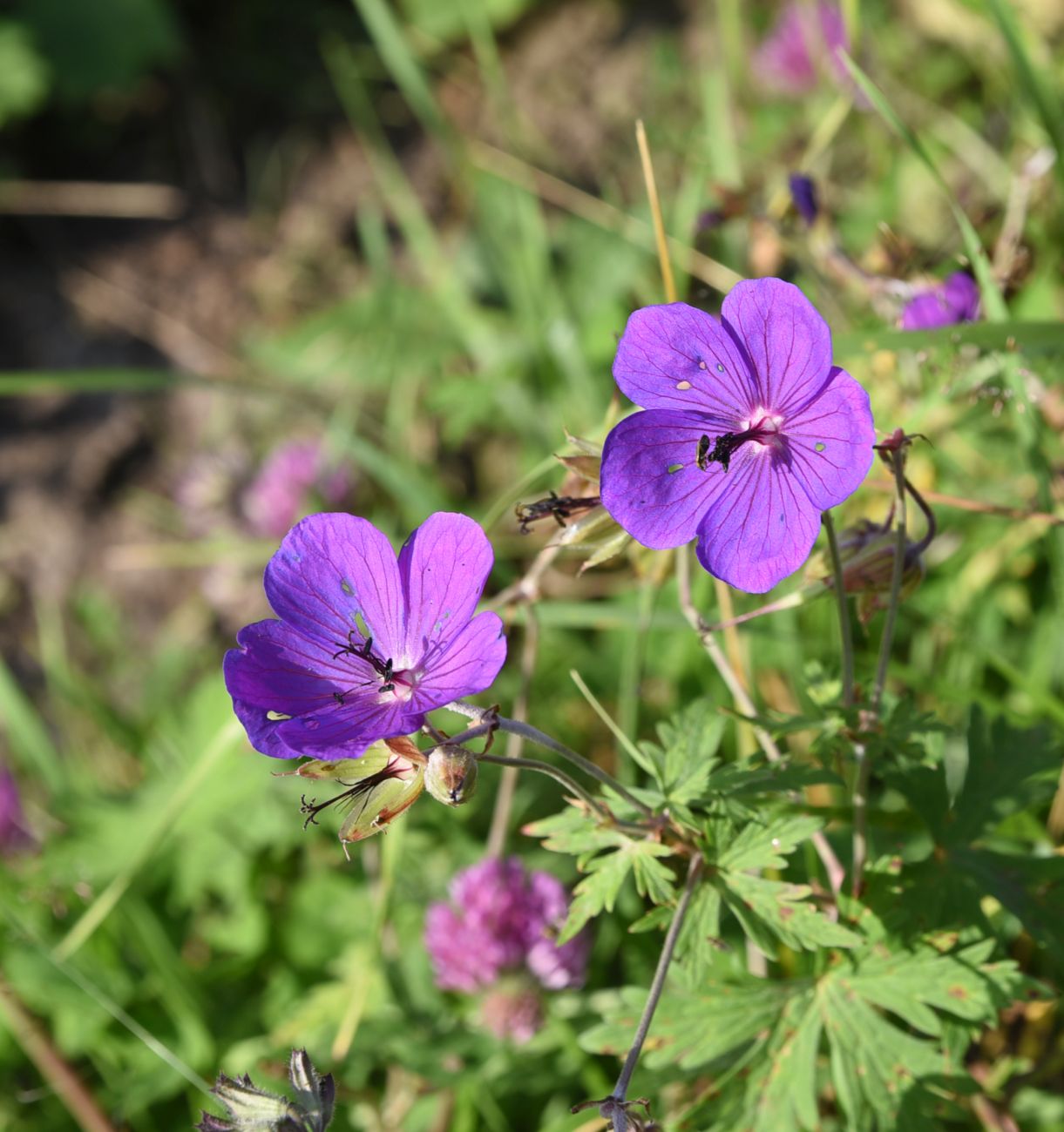 Image of Geranium ruprechtii specimen.