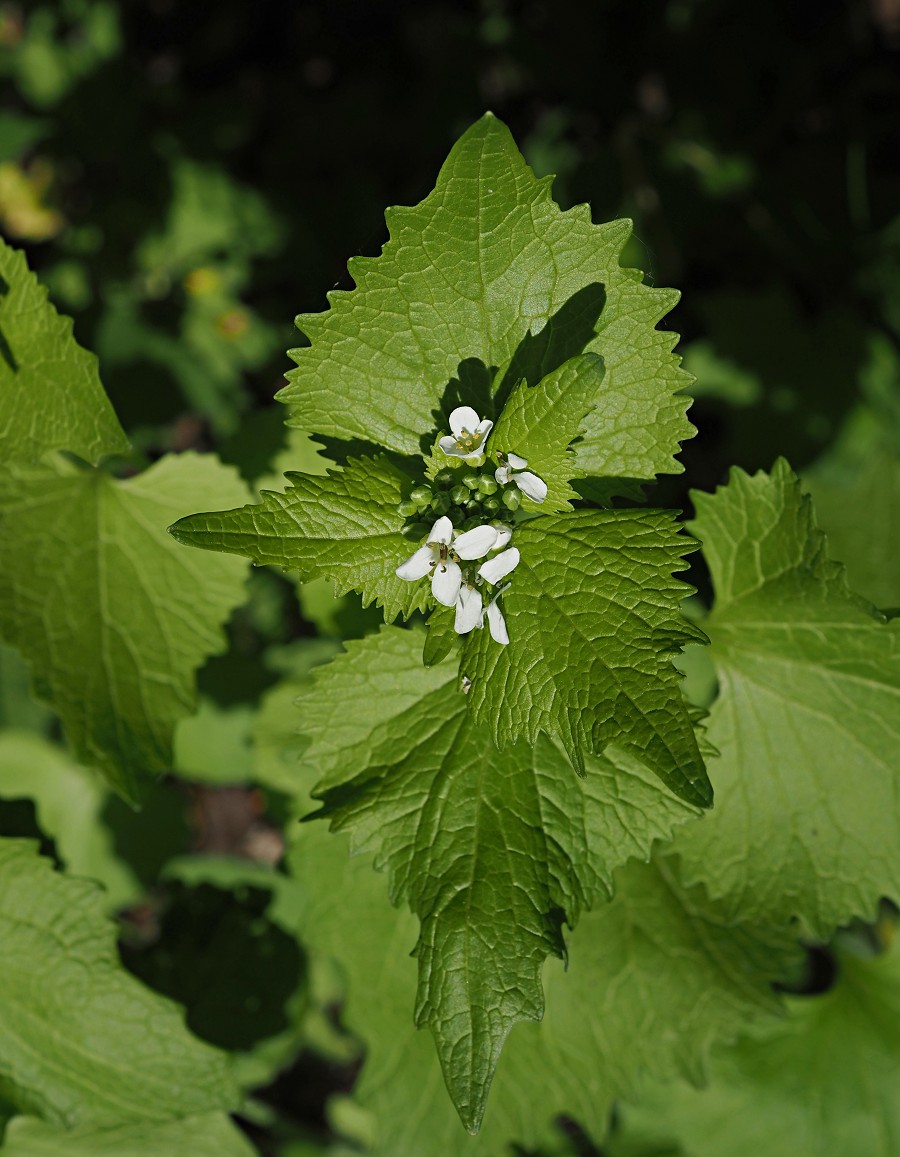 Image of Alliaria petiolata specimen.