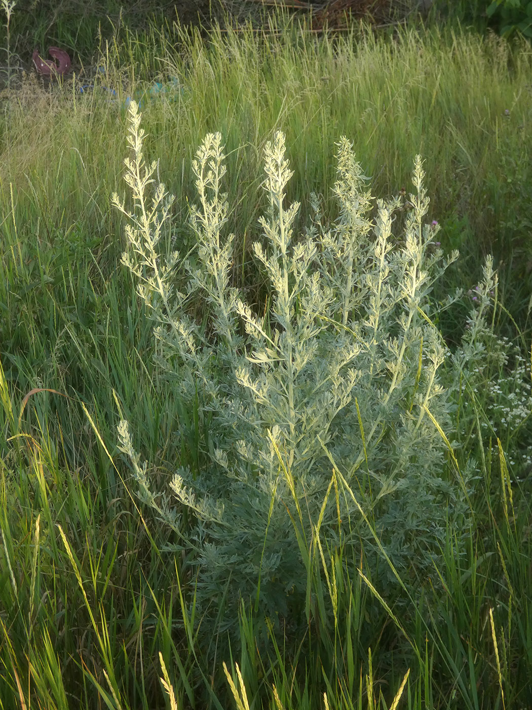 Image of Artemisia absinthium specimen.