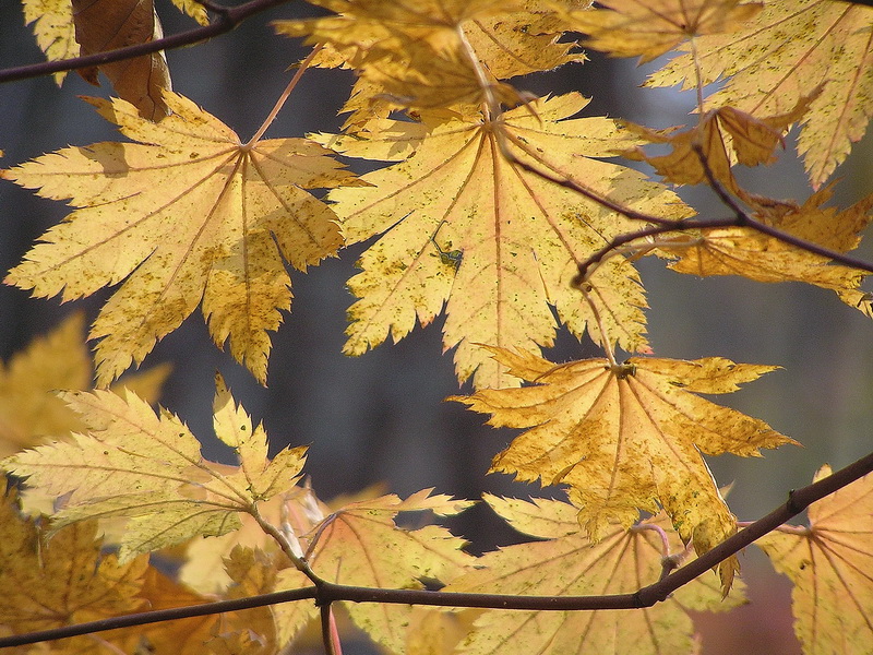 Image of Acer pseudosieboldianum specimen.