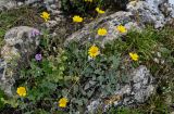 Anthemis marschalliana subspecies pectinata. Цветущие растения в сообществе с Alchemilla. Ингушетия, Джейрахский р-н, перевал Цей-Лоам, ≈ 2200 м н.у.м., каменистый склон. 24.07.2022.