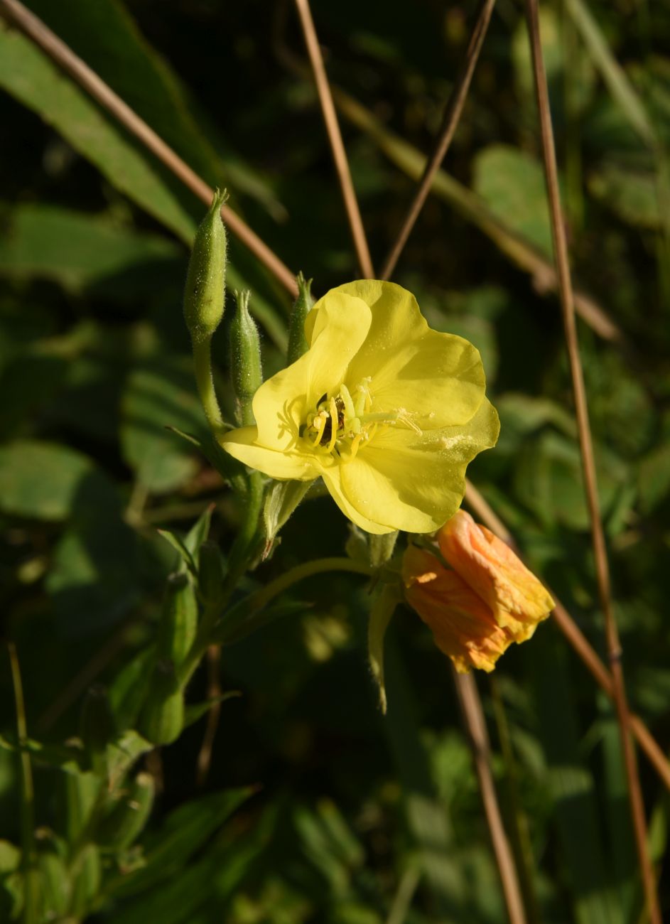 Image of Oenothera biennis specimen.