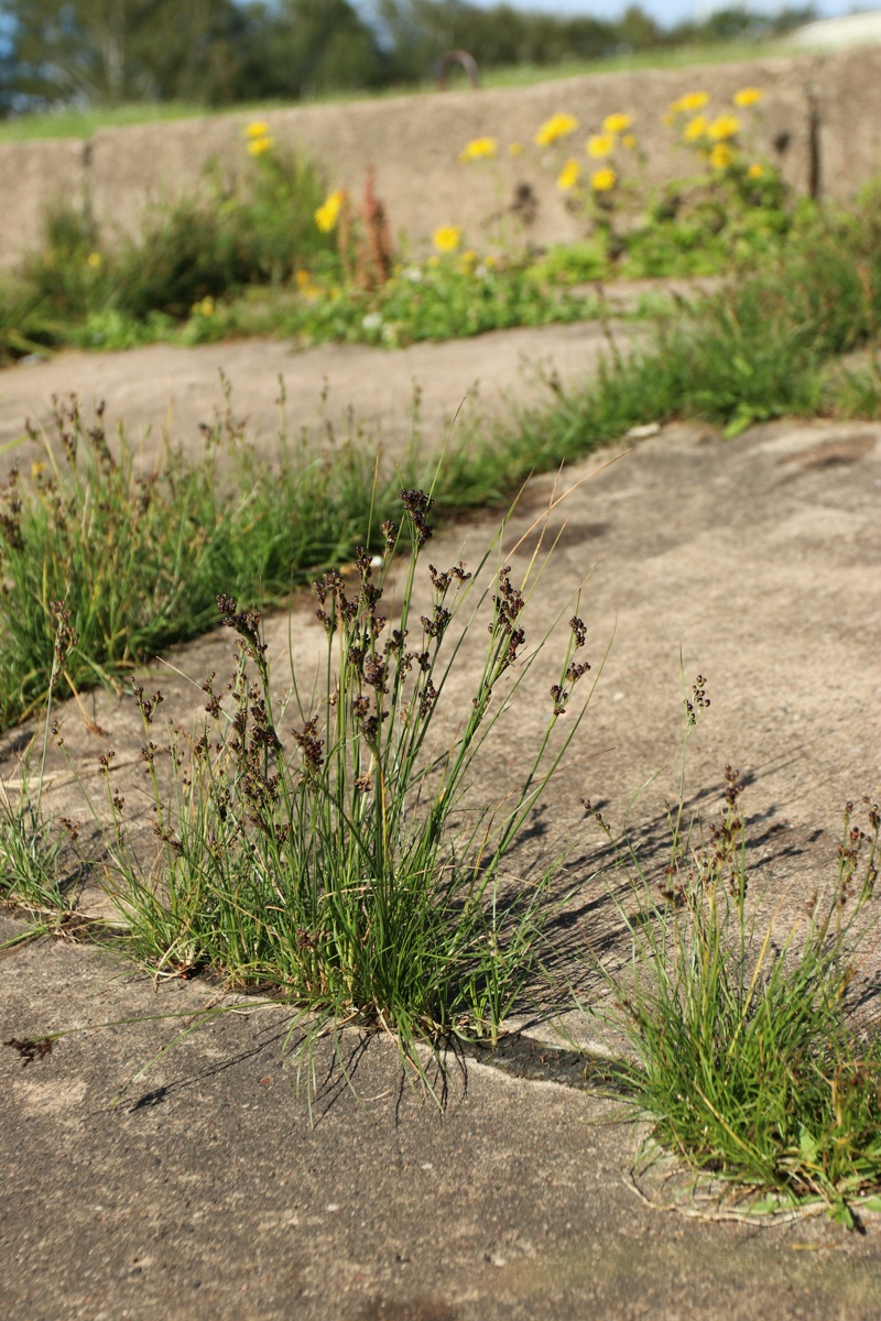 Изображение особи Juncus compressus.