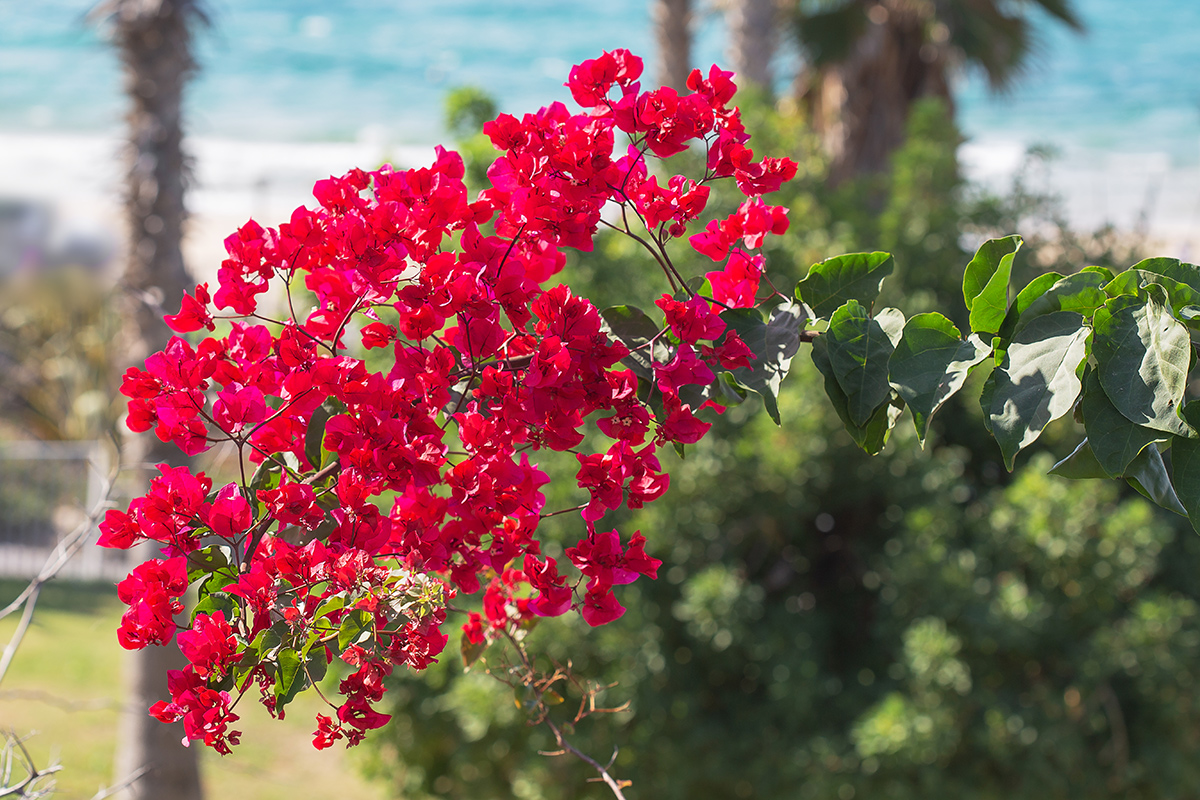 Image of genus Bougainvillea specimen.