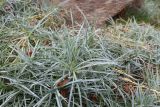 Dianthus arenarius. Вегетирующие растения. Краснодар, парк \"Краснодар\", Японский сад, в культуре. 01.01.2024.