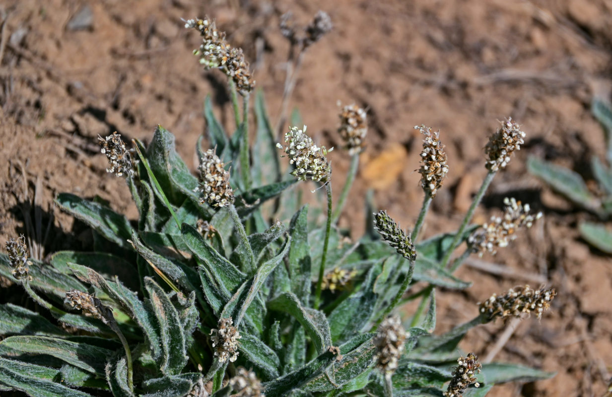 Image of Plantago arachnoidea specimen.