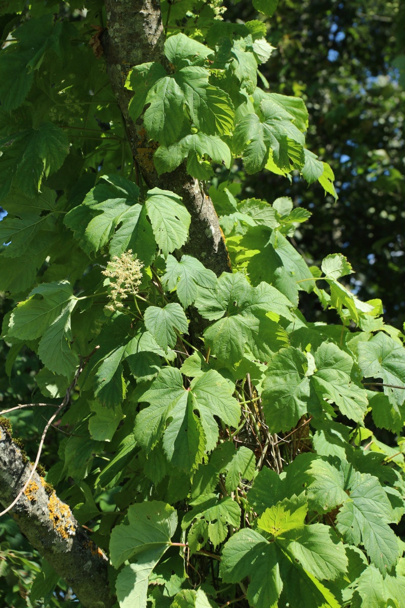 Image of Humulus lupulus specimen.