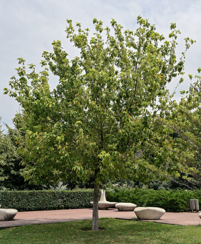 Image of Acer henryi specimen.