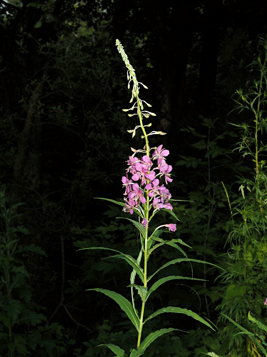 Image of Chamaenerion angustifolium specimen.