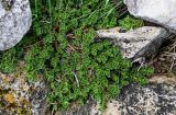 Sedum oppositifolium