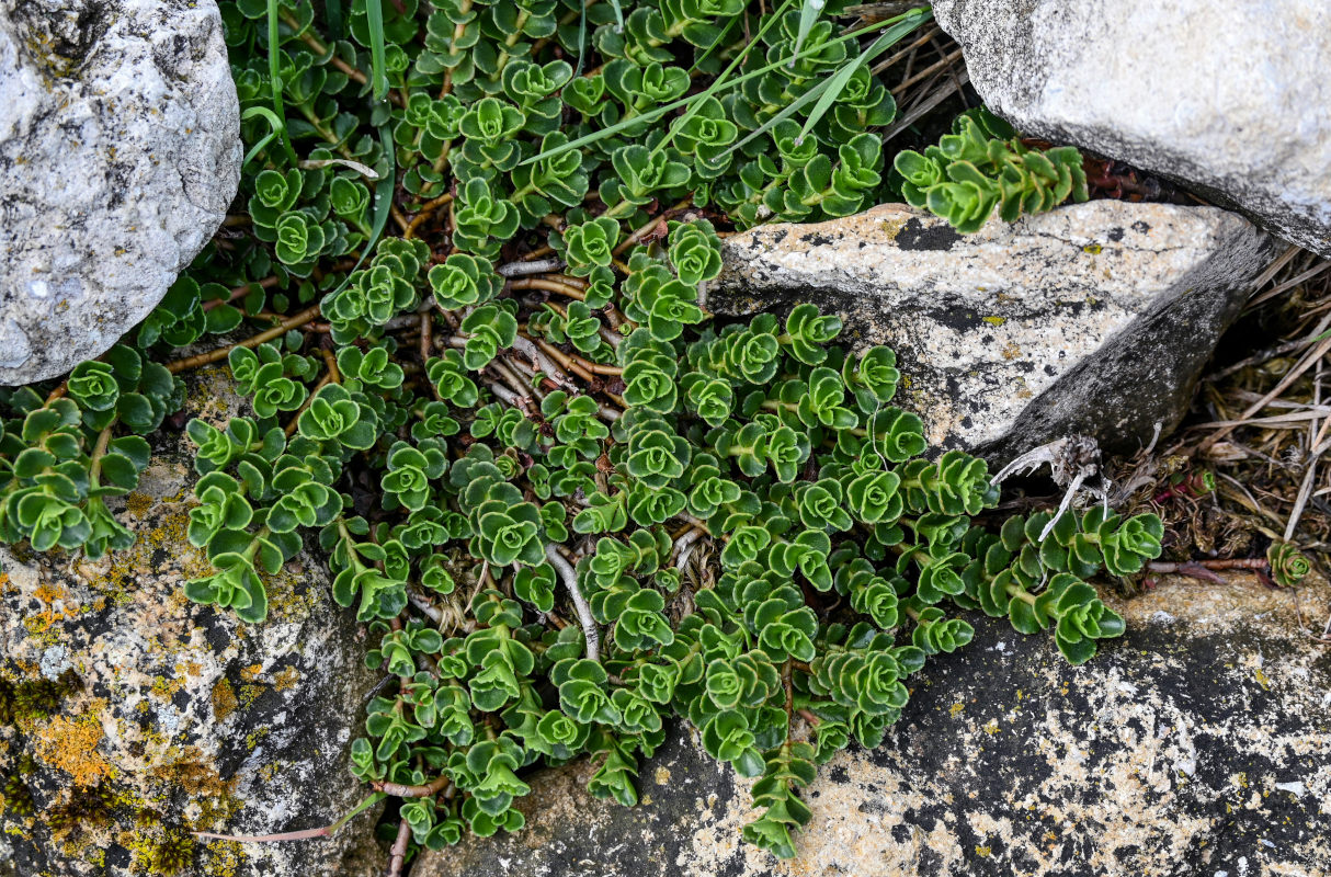 Image of Sedum oppositifolium specimen.