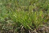 Carex pallescens