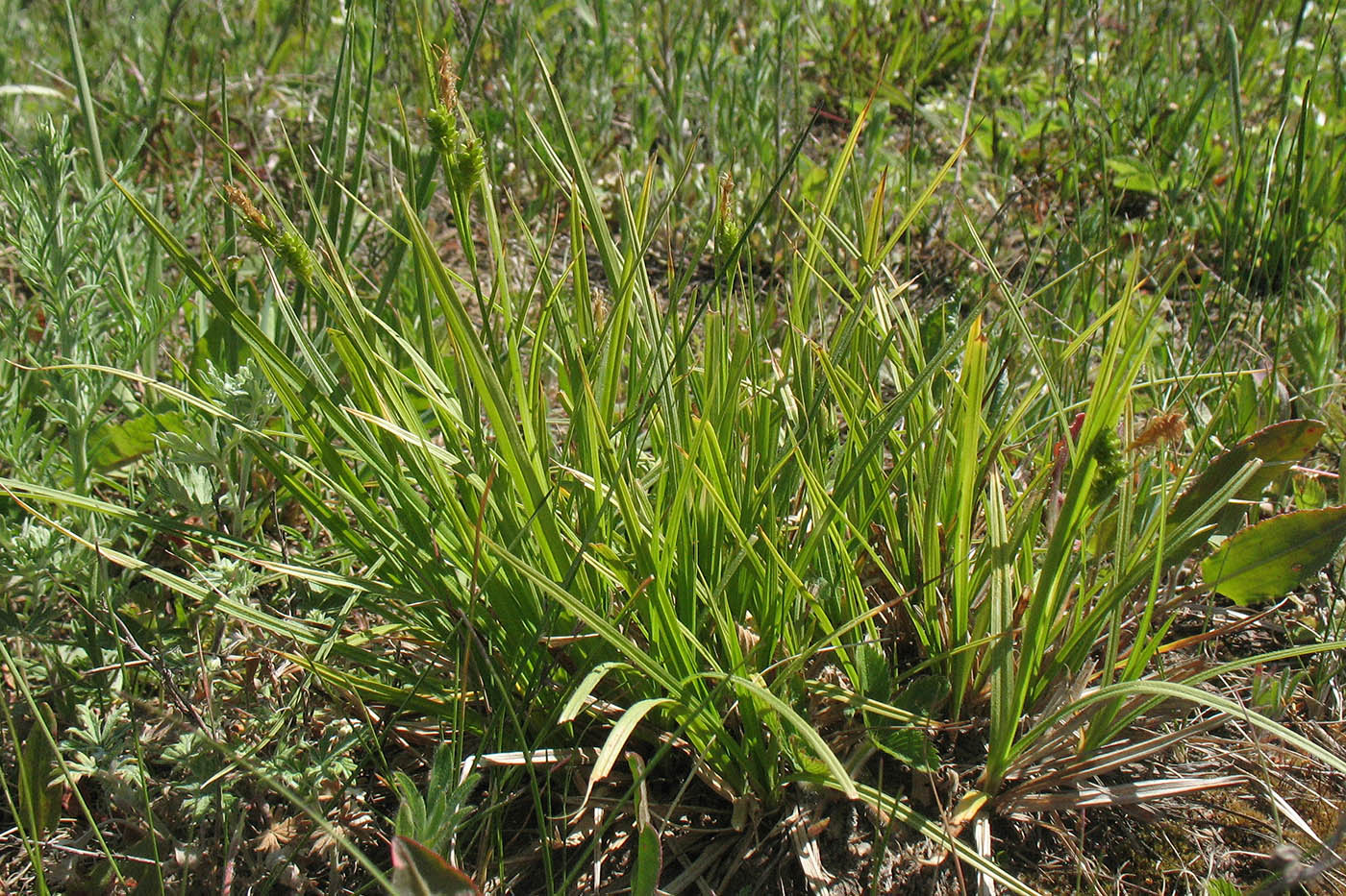 Изображение особи Carex pallescens.