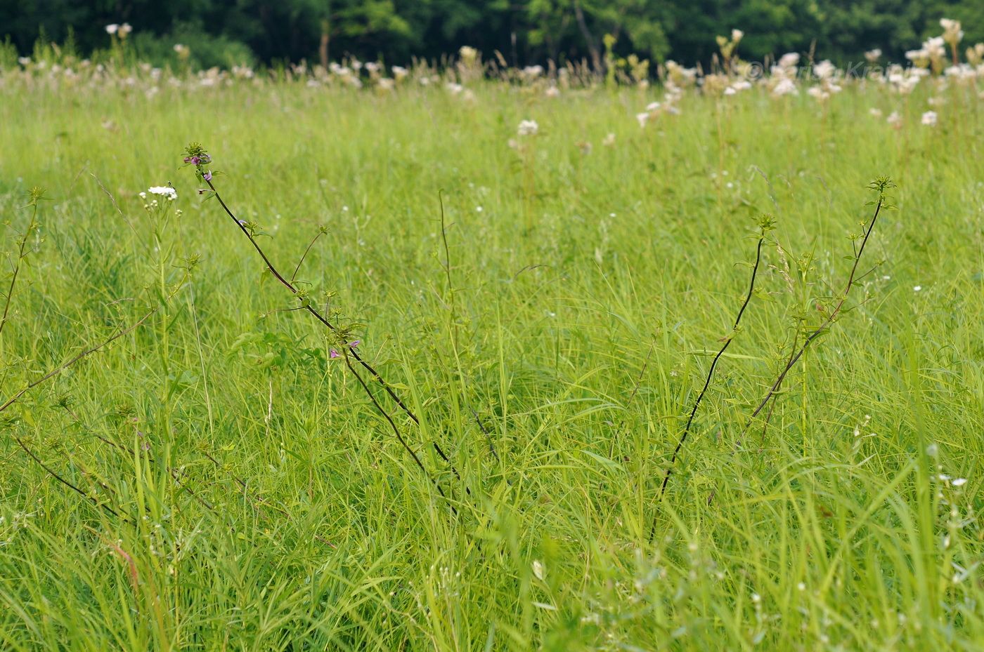 Image of Pedicularis resupinata specimen.