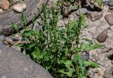 genus Rumex. Плодоносящее растение. Египет, мухафаза Асуан, о-в Агилика, каменистый склон, у дороги. 03.05.2023.