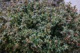 Buxus sempervirens. Расцветающие растения. Армения, г. Ереван, в культуре. 09.03.2024.