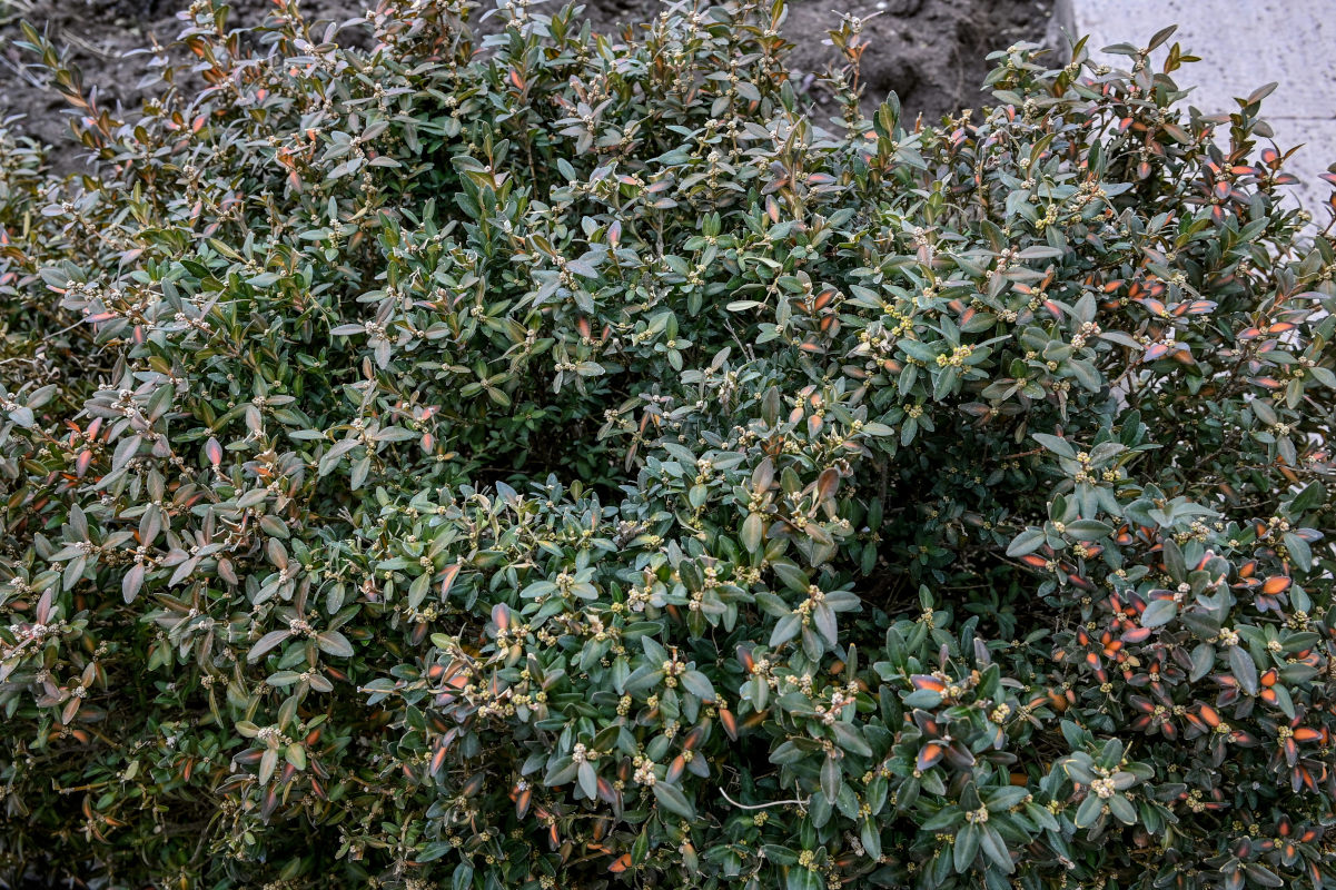 Image of Buxus sempervirens specimen.