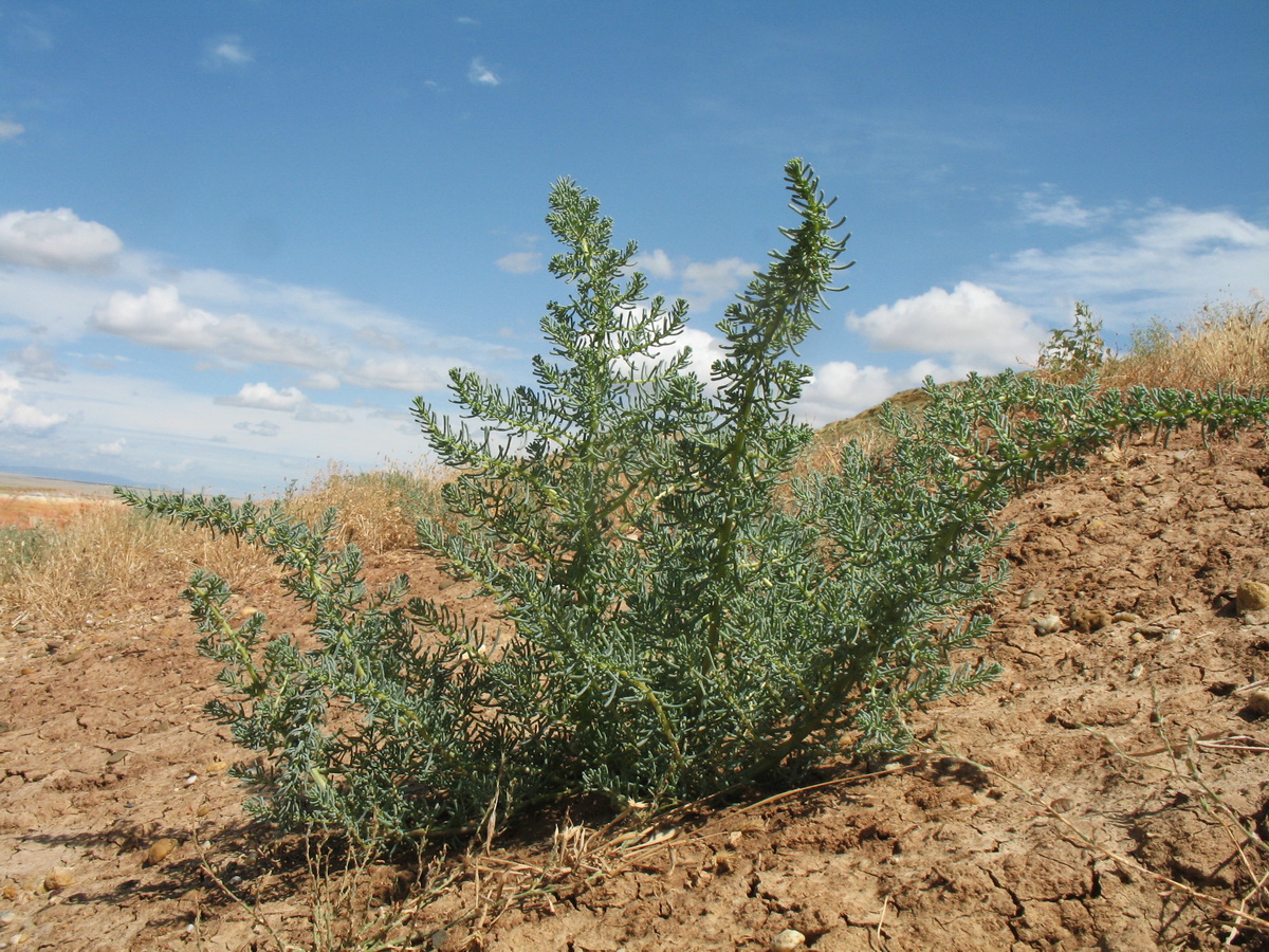 Изображение особи Suaeda crassifolia.