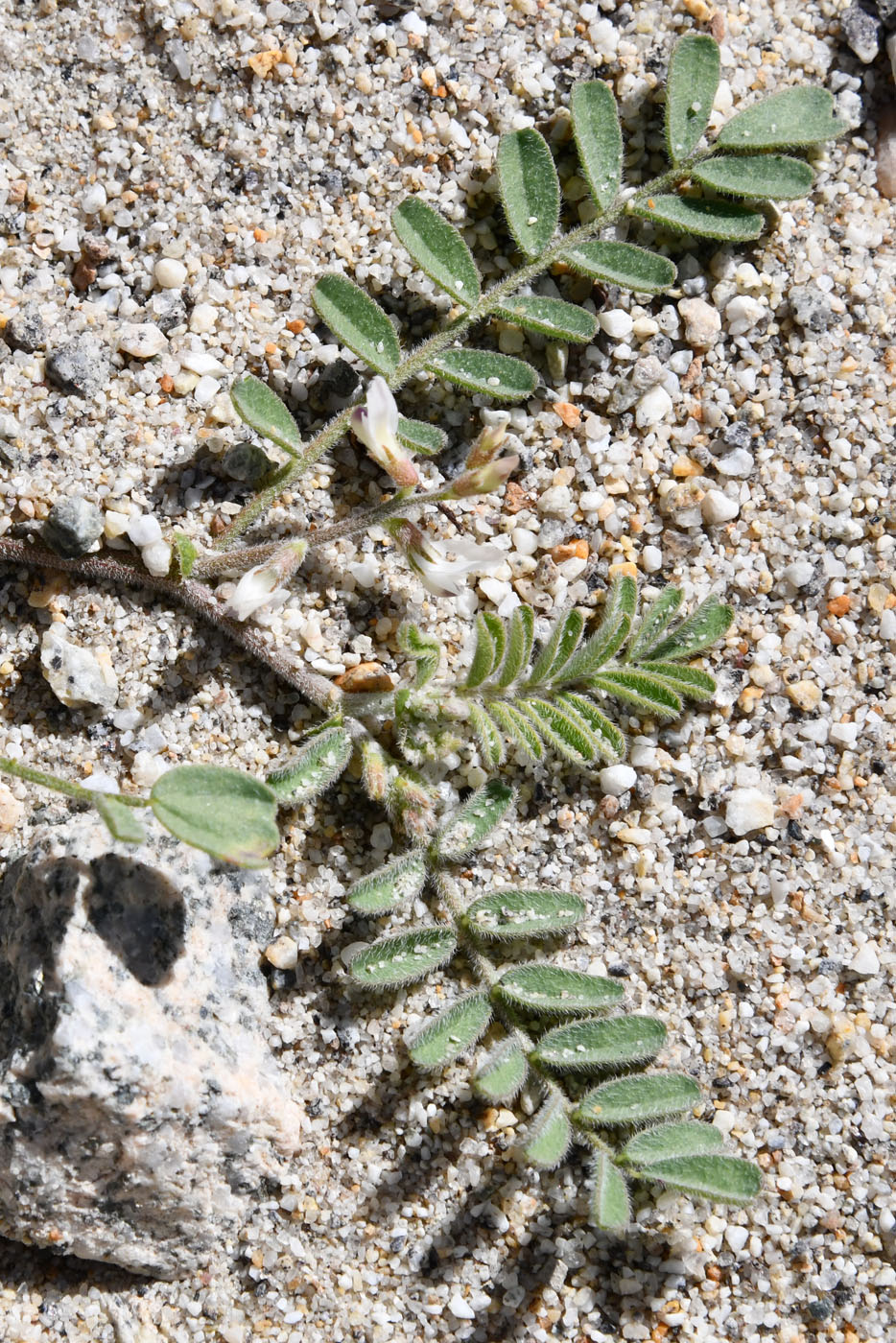 Image of Astragalus ophiocarpus specimen.