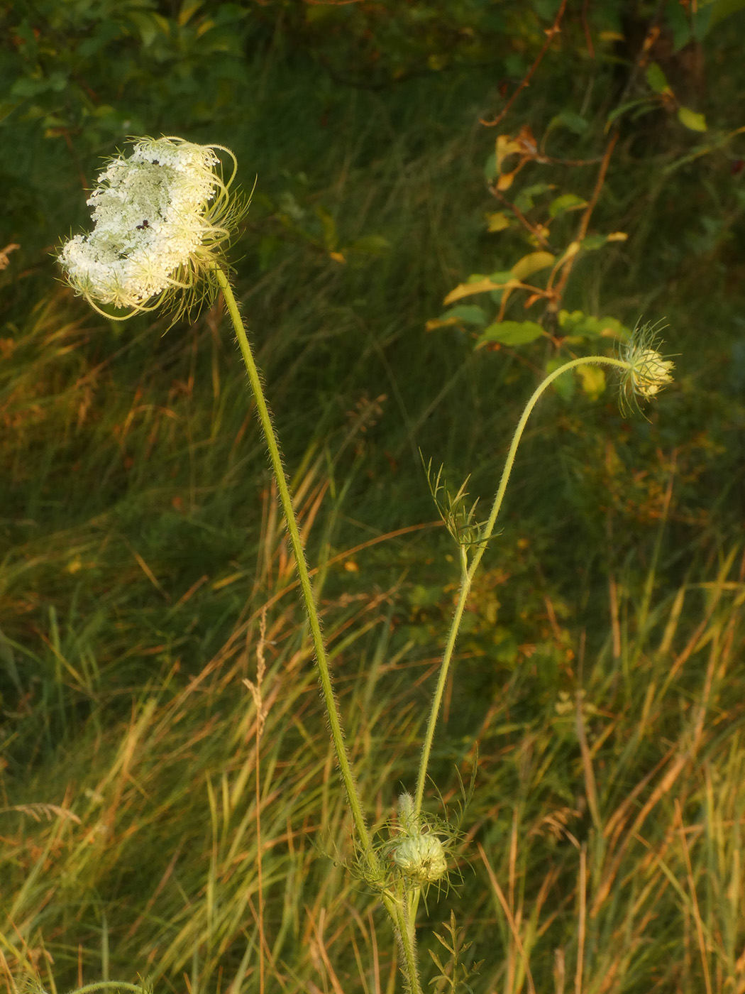 Изображение особи Daucus carota.