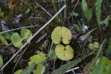 Asarum europaeum