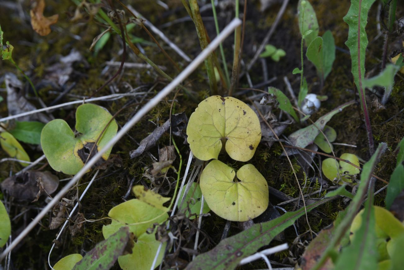 Изображение особи Asarum europaeum.