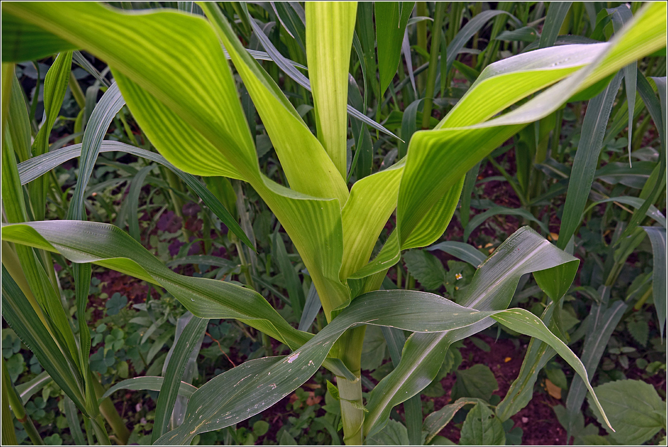 Image of Zea mays specimen.