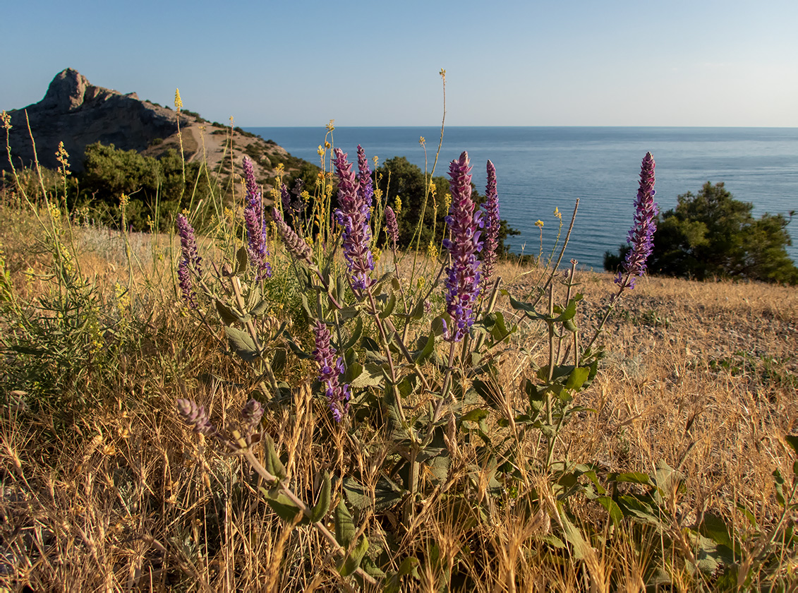 Изображение особи Salvia tesquicola.