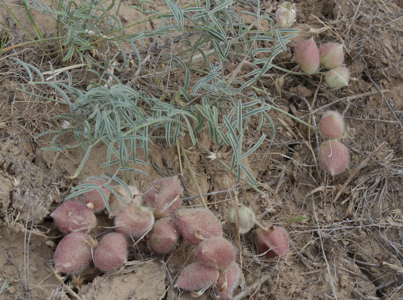 Image of Astragalus sytinii specimen.